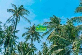 Coconut Product