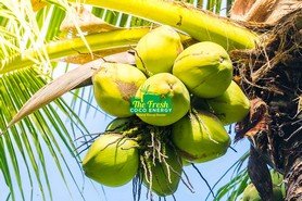 Coconut Product